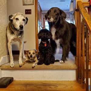 Meet your Posher, Penny